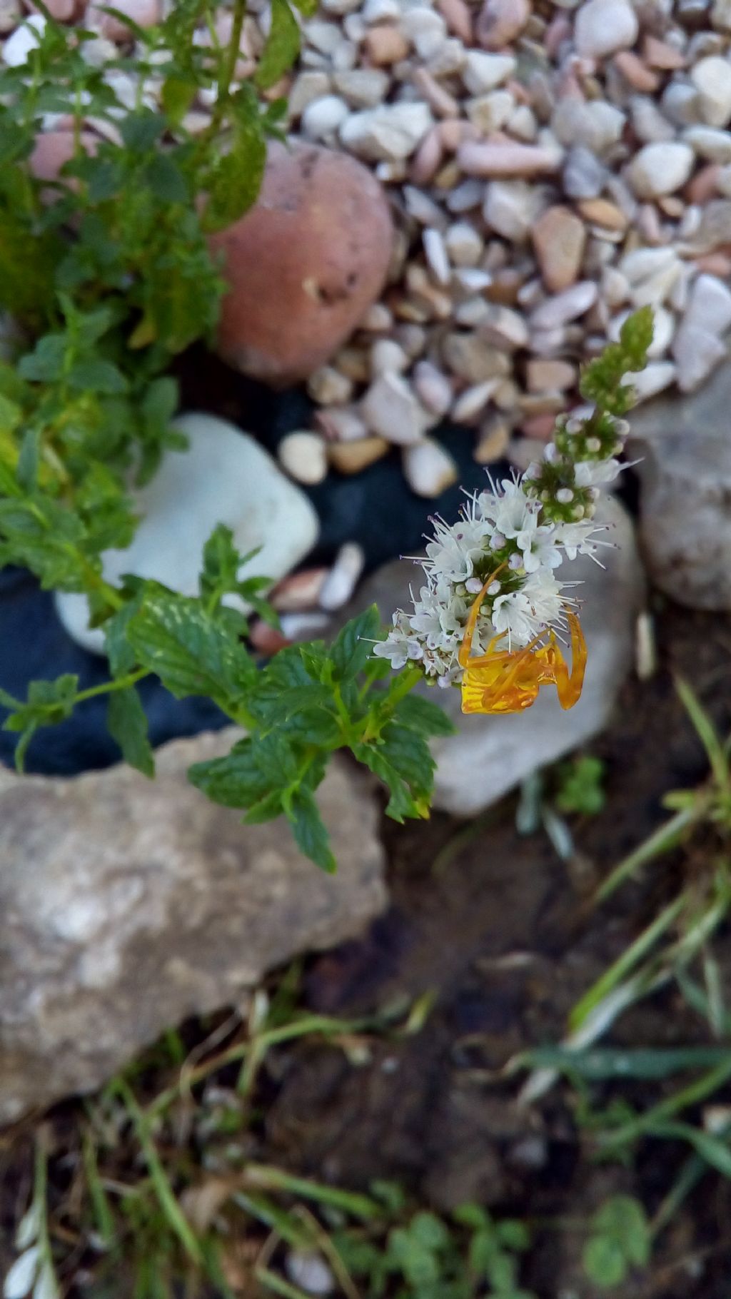 Un ragno giallo: Thomisus onustus (Thomisidae) - Fano (PU)